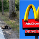 Illustration for article titled Man brought dead raccoon to San Francisco McDonald’s, closing restaurant for hoursem/em